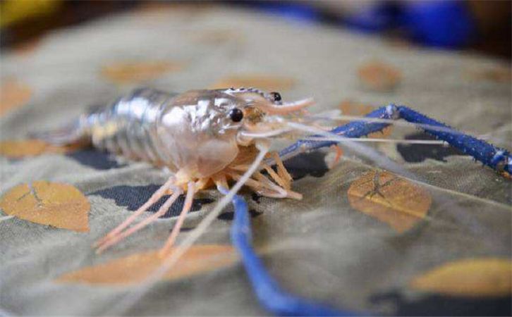 泰國(guó)蝦進(jìn)口報(bào)關(guān)代理公司 泰國(guó)蝦進(jìn)口報(bào)關(guān)代理公司