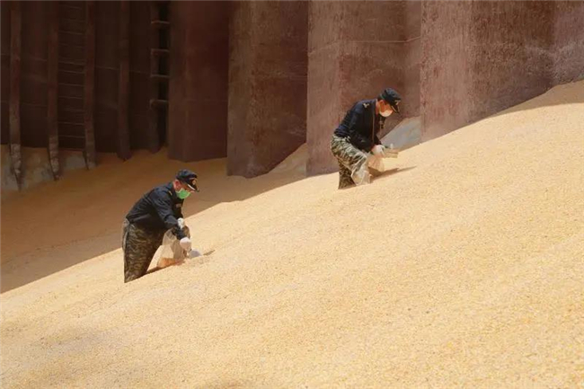 1592272567491017.jpg 進口玉米報關