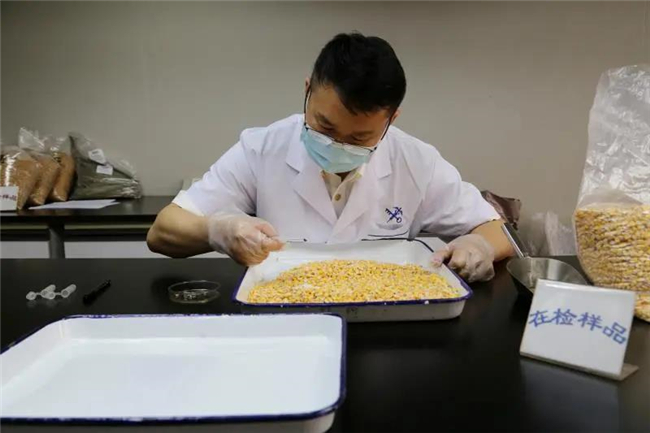 1592272578806788.jpg 進口玉米報關