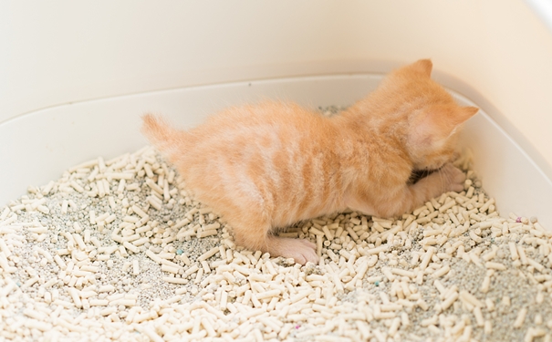 進口貓砂清關(guān)代理流程和資料 進口貓砂清關(guān)代理