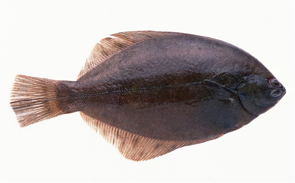 比目魚進(jìn)口報(bào)關(guān)你知道多少? 比目魚進(jìn)口報(bào)關(guān)