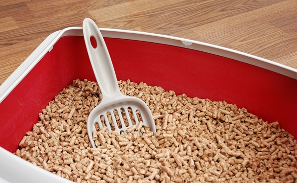 1611831971429599.jpg 進口貓砂報關代理