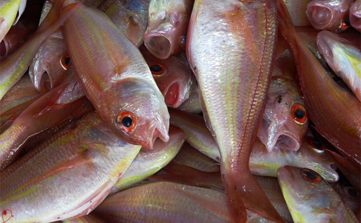 進口海鮮清關(guān)代理所需資|萬享進口清關(guān)代理公司 進口海鮮清關(guān)代理