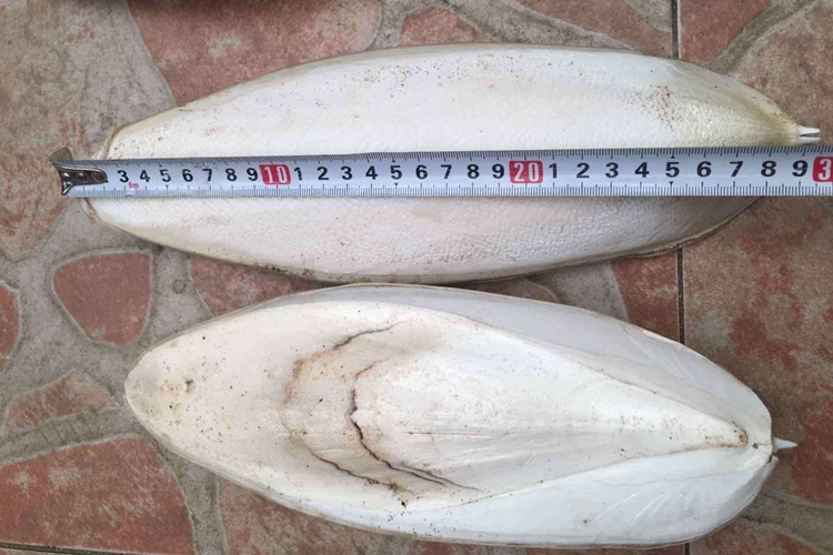 工業用墨魚骨代理報關公司 墨魚骨進口清關.jpg