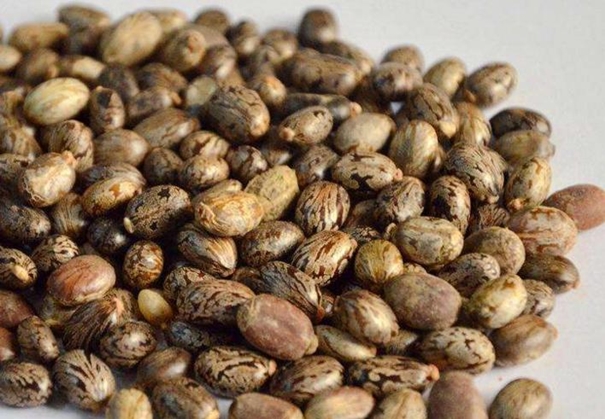 蓖麻籽進(jìn)口報關(guān)代理公司 蓖麻籽進(jìn)口報關(guān)_副本.jpg