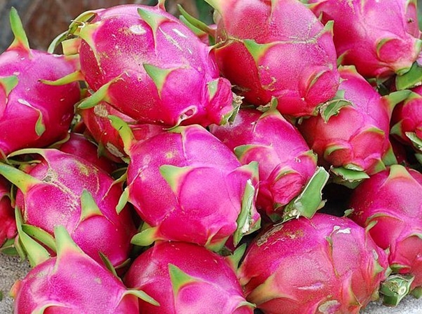 1631527335863669.jpg 火龍果進口清關_副本.jpg