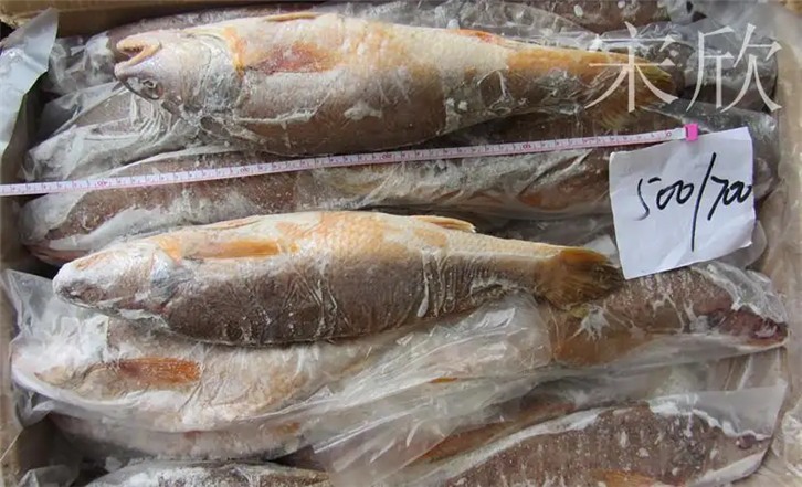 1651225653687561.png 上海冷凍魚(yú)進(jìn)口報(bào)關(guān) (2)_副本.png