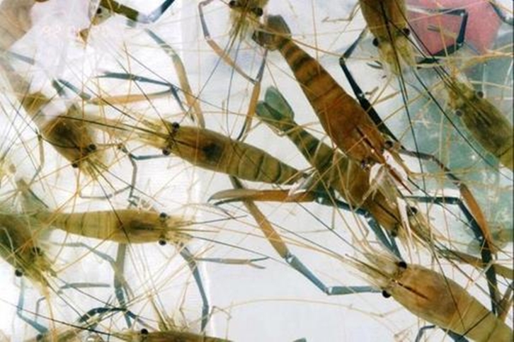 1656325313412308.jpg 深圳空運進口印尼海鮮報關(guān)_副本.jpg