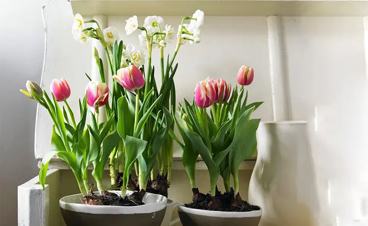 1662626106766805.png 盆栽植物進(jìn)口報(bào)關(guān)公司.png