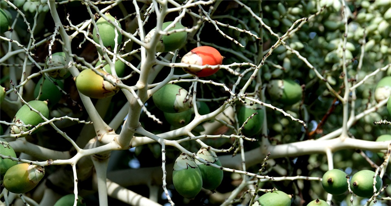 1676888255256456.png 廣州檳榔退運報關(guān)流程.png