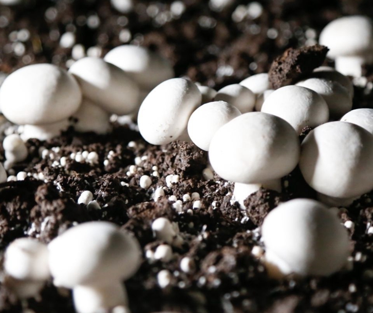 德國菌種進(jìn)口報(bào)關(guān)資料 德國菌種進(jìn)口報(bào)關(guān)資料